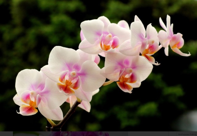 Orchid